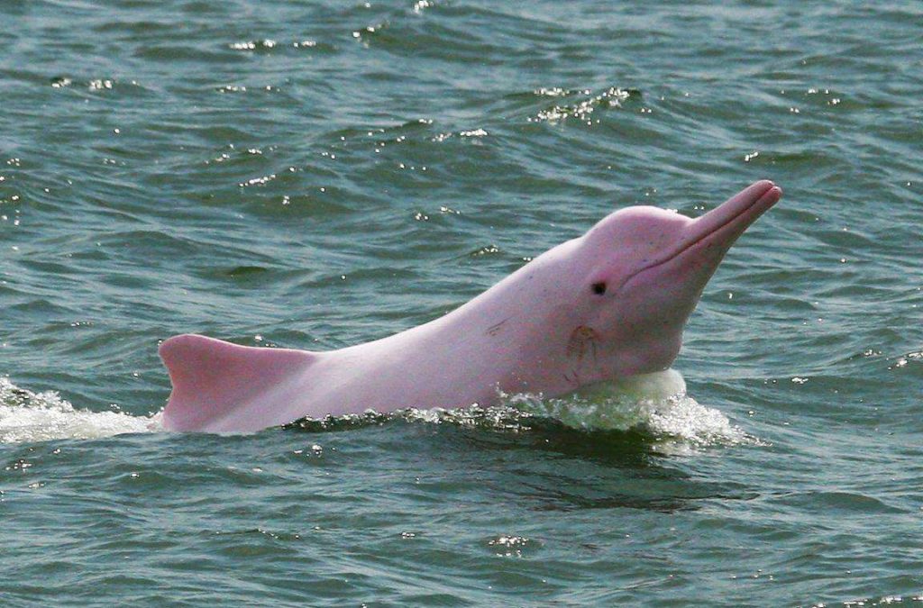 Baiji Dolphin (Chinese River Dolphin)