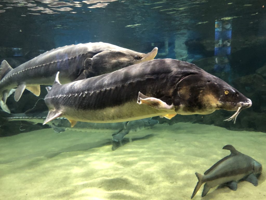 Chinese Sturgeon